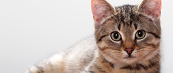 Kitten