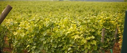 Vineyard at Romanée