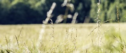 Wheat Field